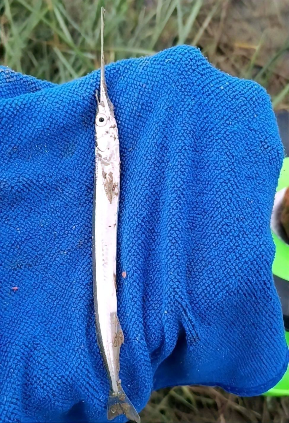 淡水劍魚圖片