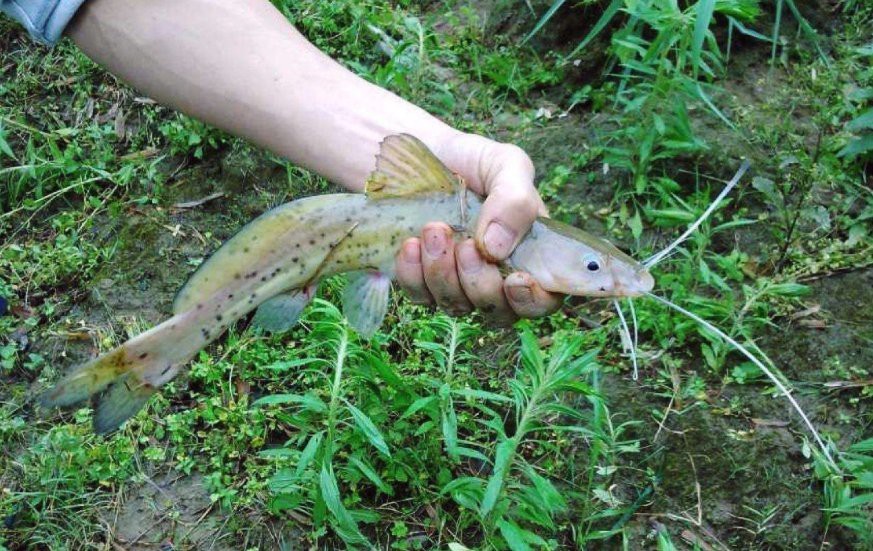 淡水劍魚圖片
