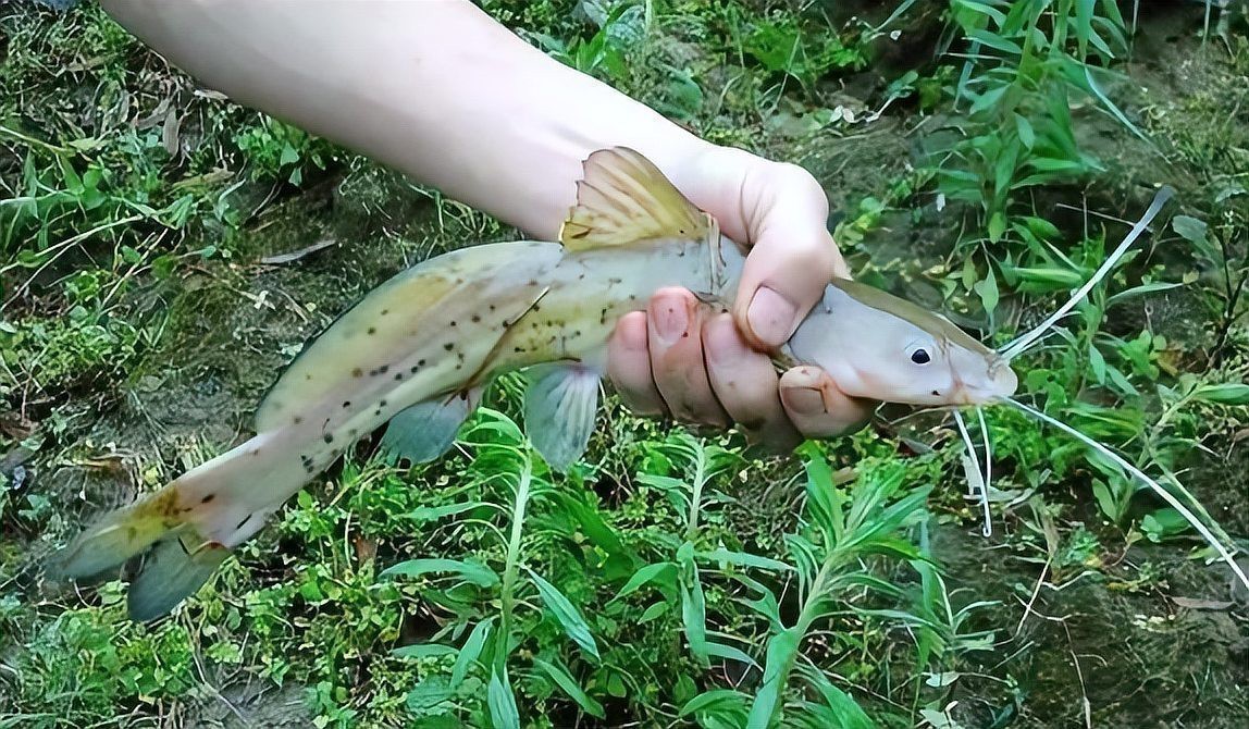 淡水劍魚圖片