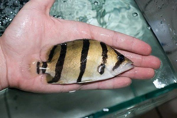 虎魚紋最簡單三個地方 虎魚紋最簡單三個地方 龍魚論壇 第1張
