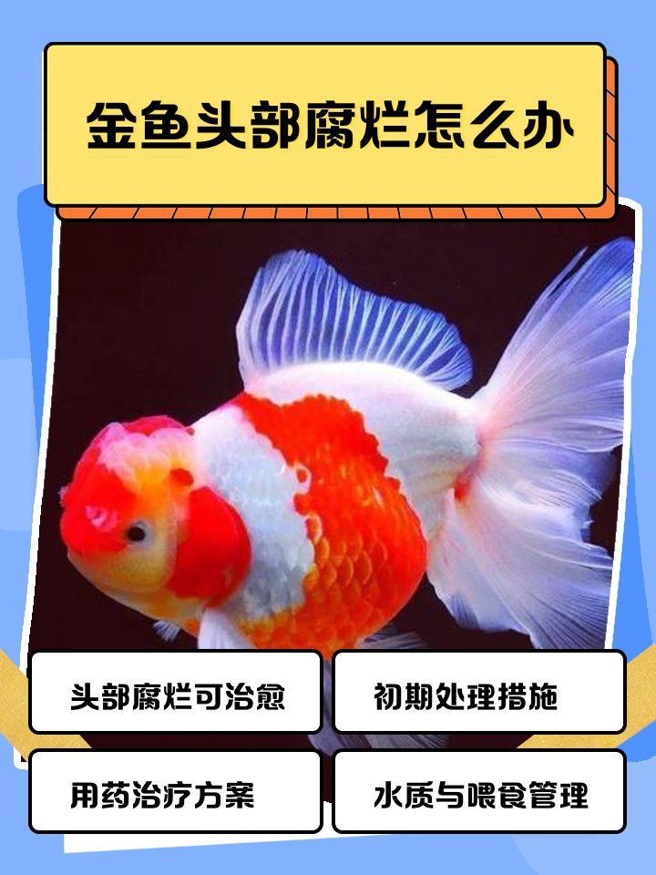 紅頭魚頭爛了最簡單處理