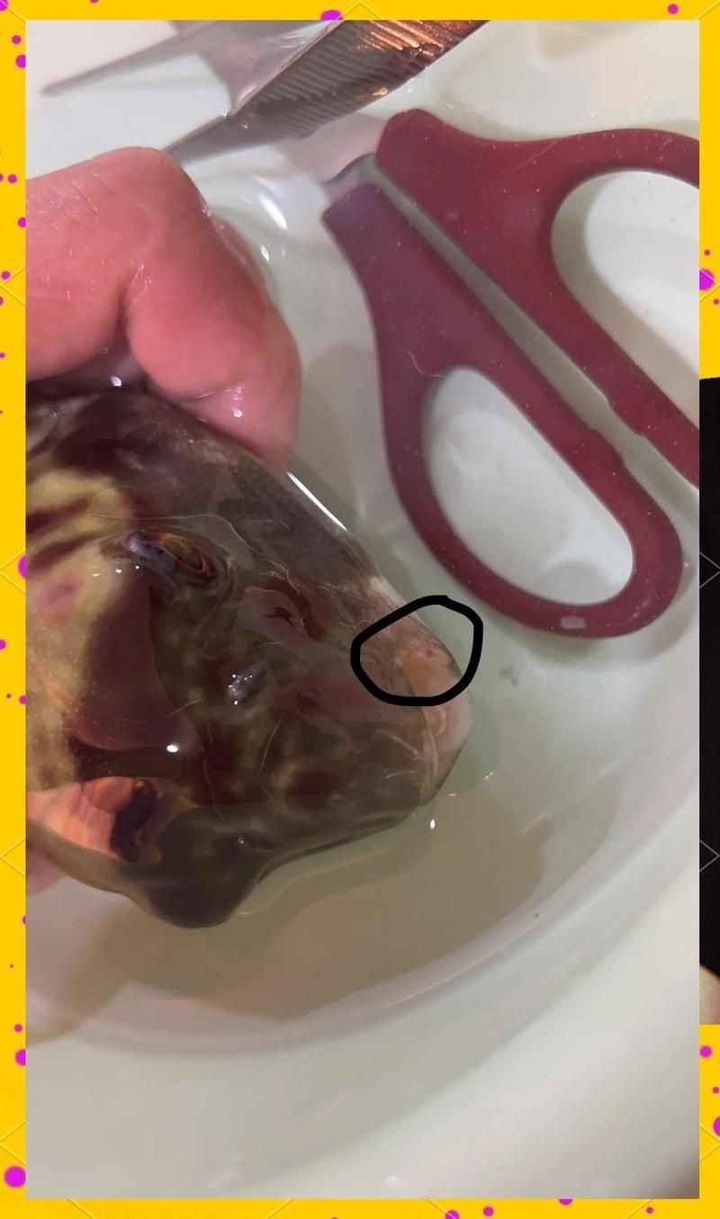 紅頭魚頭爛了最簡單處理