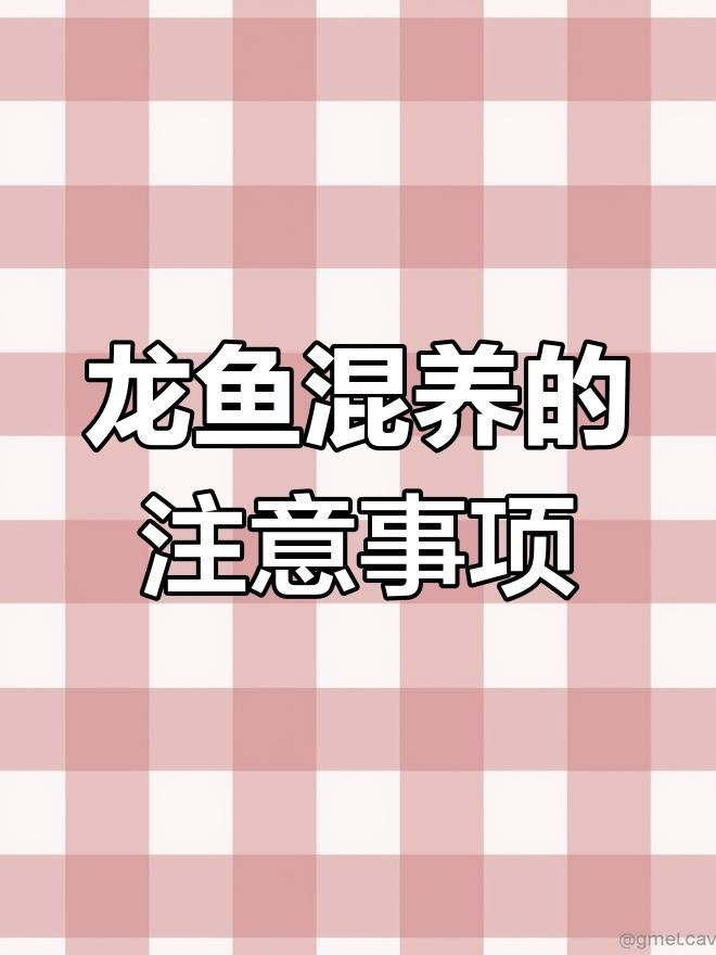 如何挑選適合混養的龍魚？