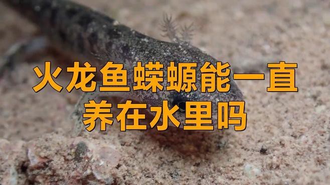 火龍魚的正確養法