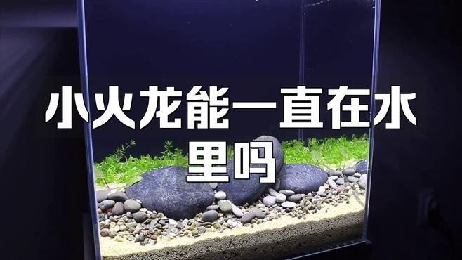 火龍魚的正確養法