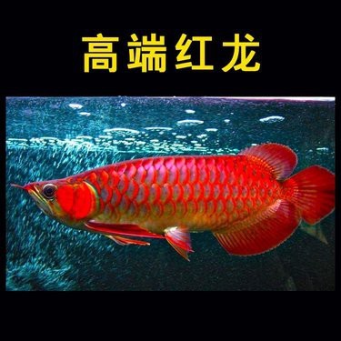 赤血紅龍的市場(chǎng)價(jià)格如何？