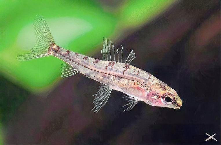 南美缸魚的種類大全