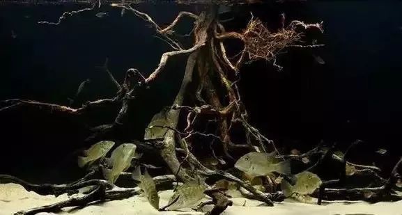 南美缸魚的種類大全