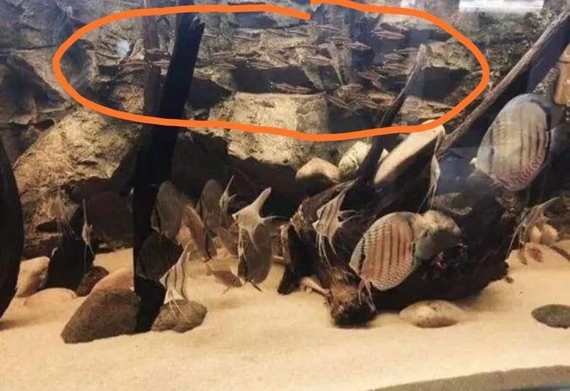 南美缸魚的種類大全