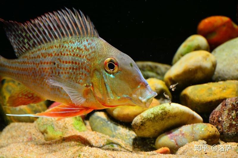 南美缸魚的種類大全