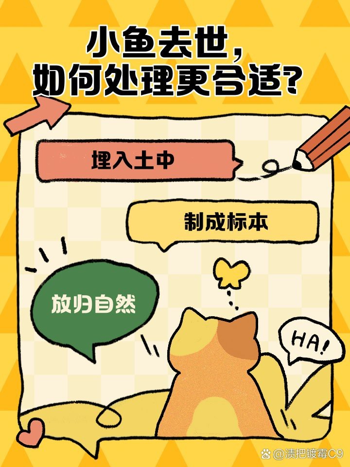 紅龍魚死后如何處理遺體？