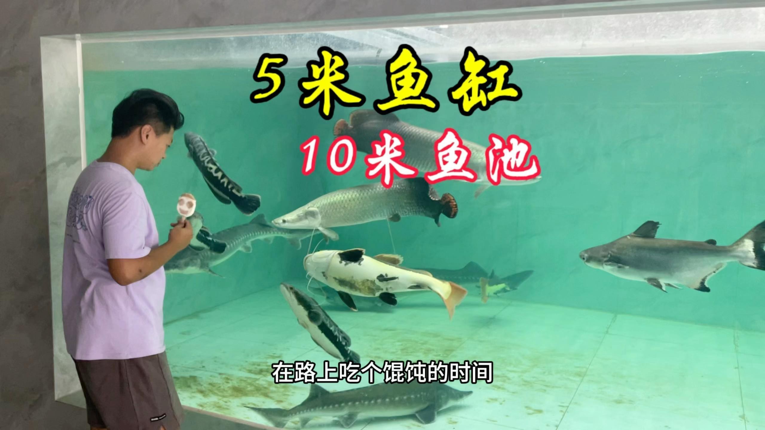 愛養魚的龍龍最新視頻合集大全 愛養魚的龍龍最新視頻合集大全 龍魚論壇 第1張