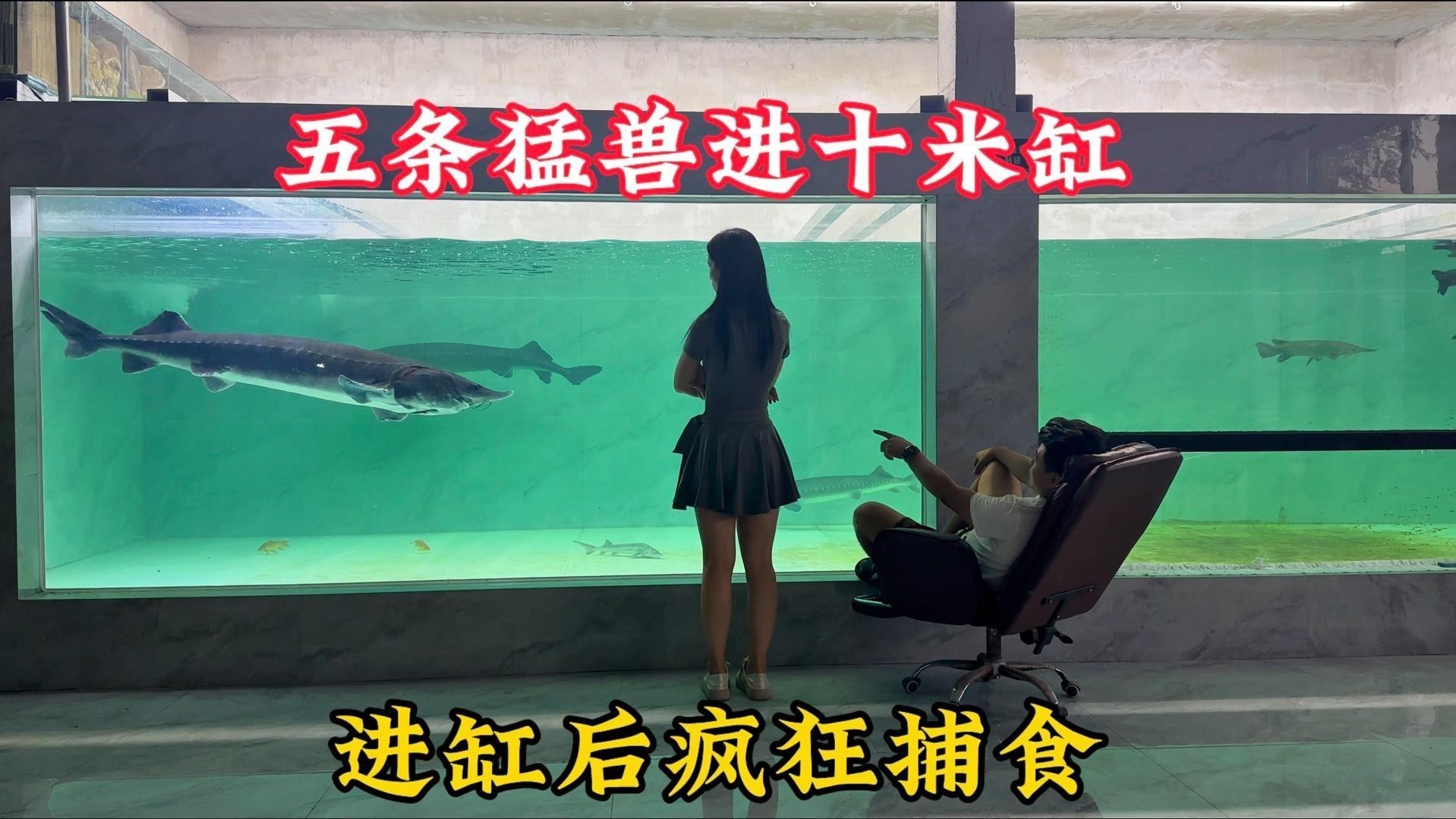 愛養魚的龍龍最新視頻合集大全 愛養魚的龍龍最新視頻合集大全 龍魚論壇 第4張