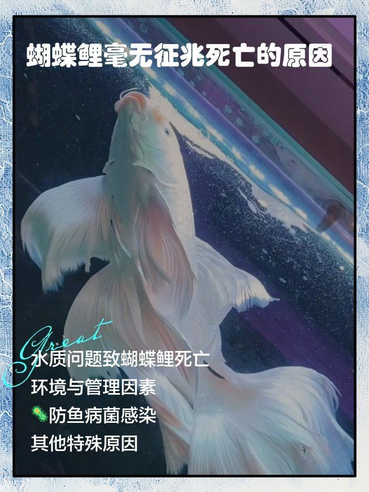 蝴蝶鯉突然死了要警惕