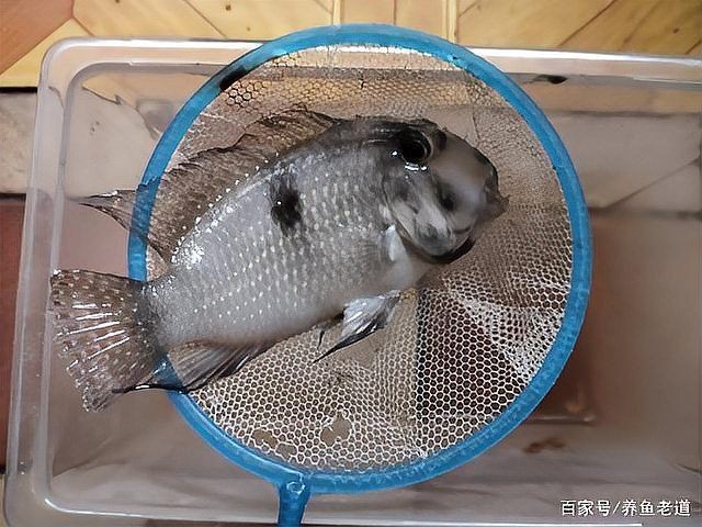 蝴蝶鯉突然死了要警惕