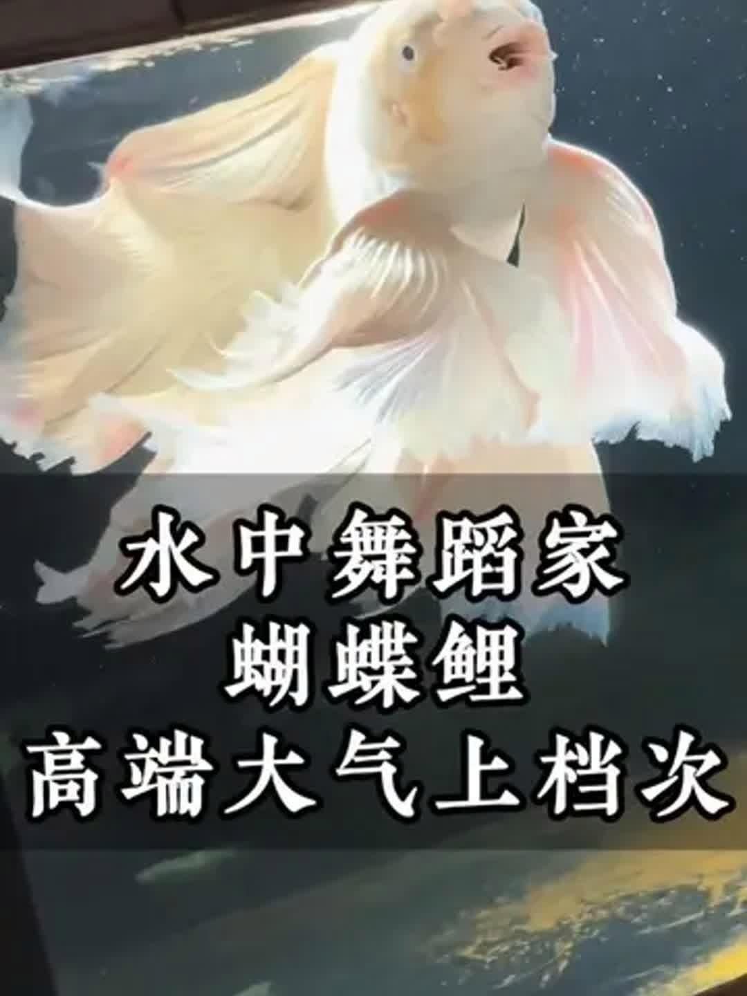 蝴蝶鯉哪個(gè)品種最好