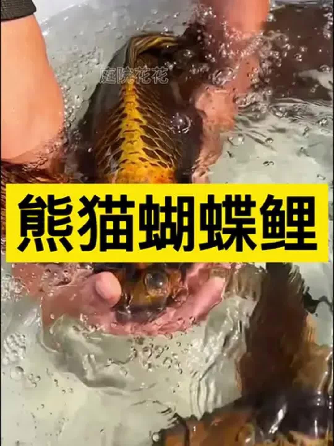 蝴蝶鯉哪個(gè)品種最好