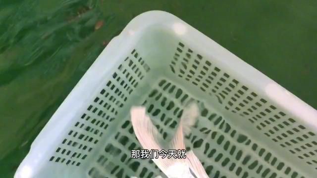 蝴蝶鯉哪個(gè)品種最好