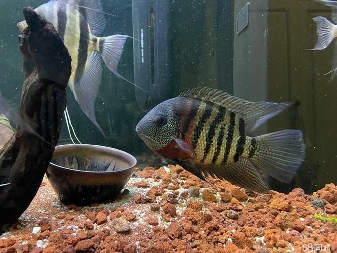 福龍魚的最佳飼養溫度是多少？，福龍魚的最佳飼養溫度是多少福龍魚的最佳飼養溫度是多少