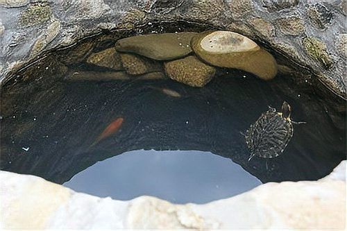 魚和烏龜一起寓意什么