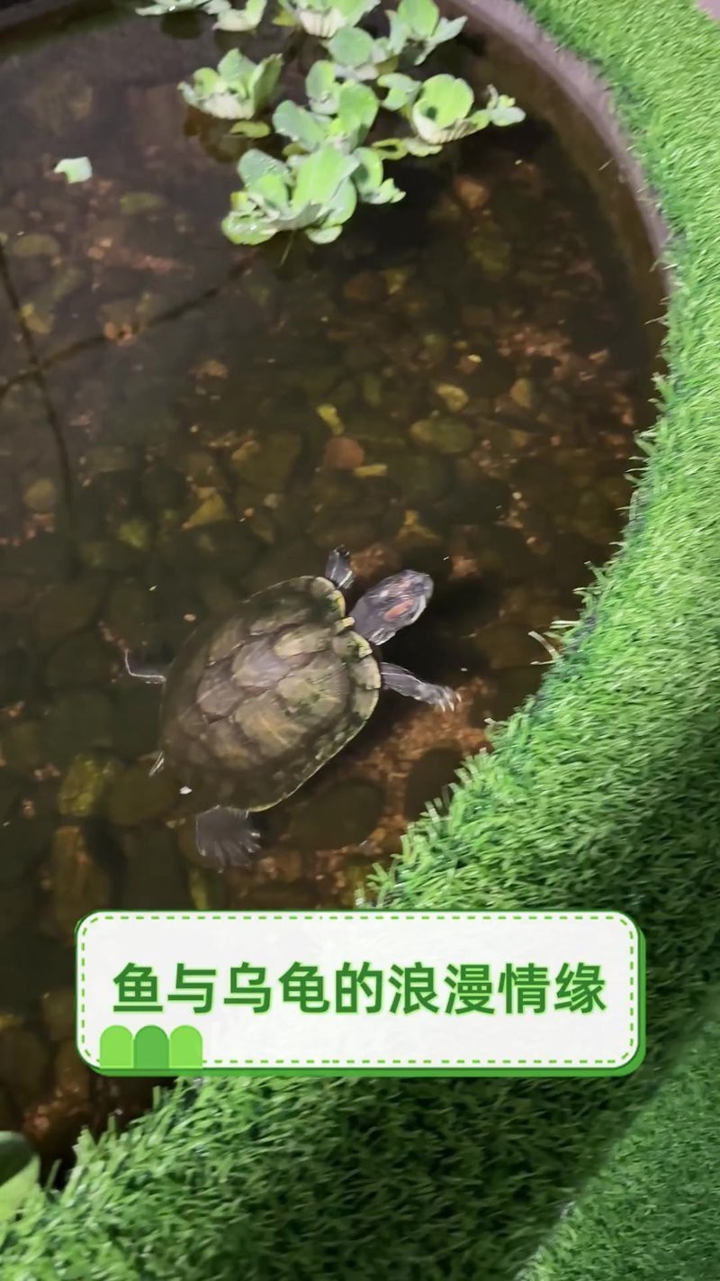 魚和烏龜一起寓意什么