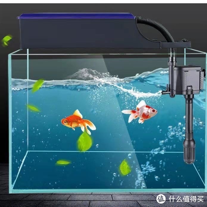 銀龍魚的養殖方法和注意事項