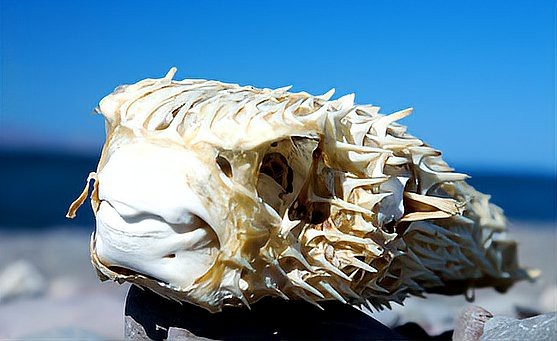 身上長刺的海魚叫什么魚