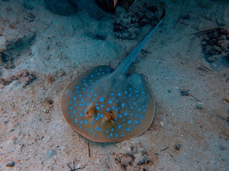 身上長刺的海魚叫什么魚