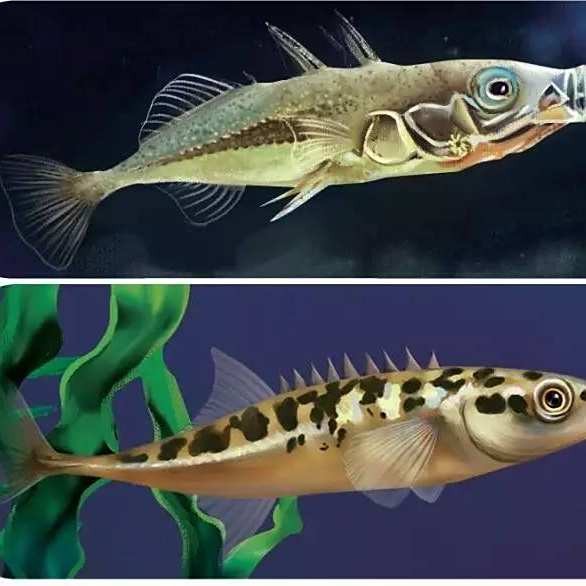 身上長刺的海魚叫什么魚