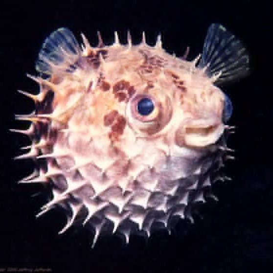 身上長刺的海魚叫什么魚