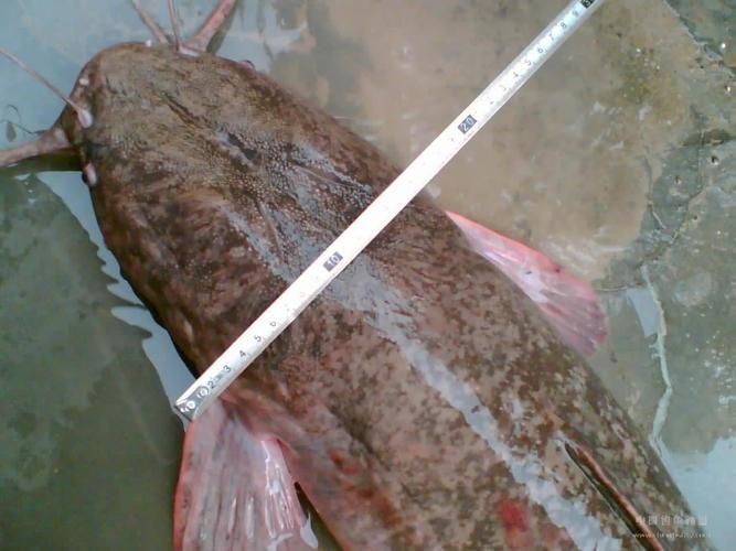 胡子鯰魚圖片