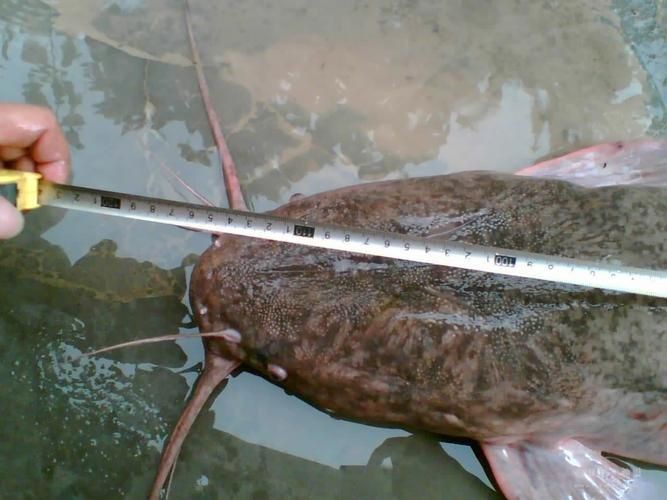 胡子鯰魚圖片