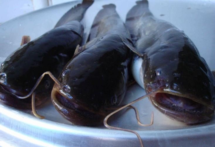 胡子鯰魚圖片
