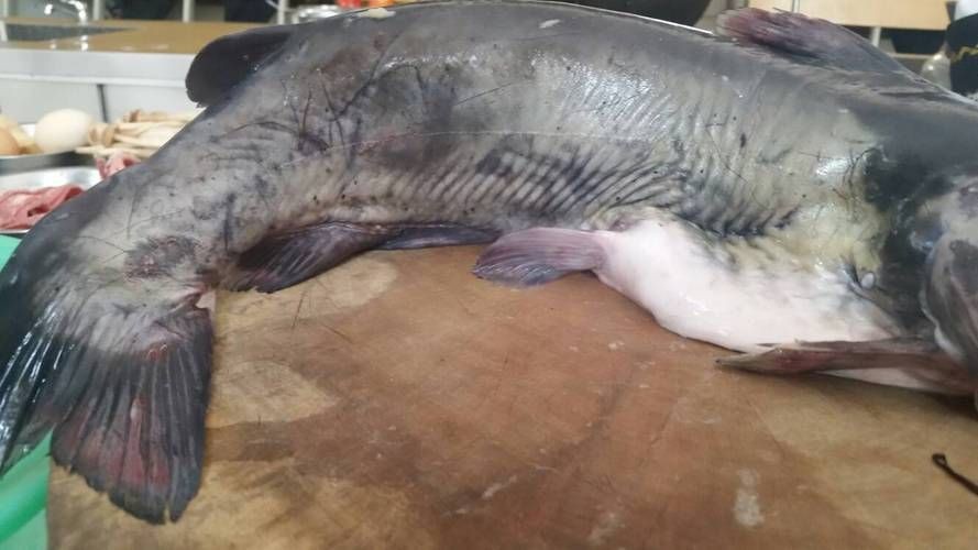 胡子鯰魚圖片