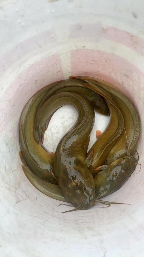胡子鯰魚圖片