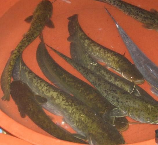 胡子鯰魚圖片