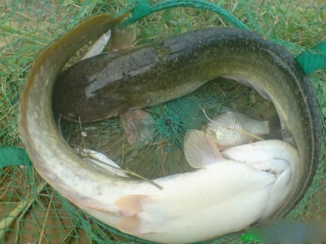 胡子鯰魚圖片