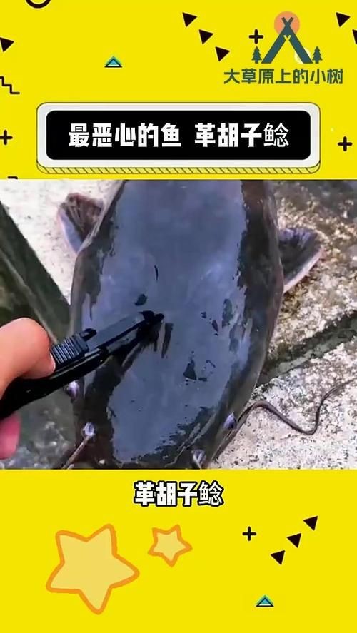 胡子鯰魚圖片