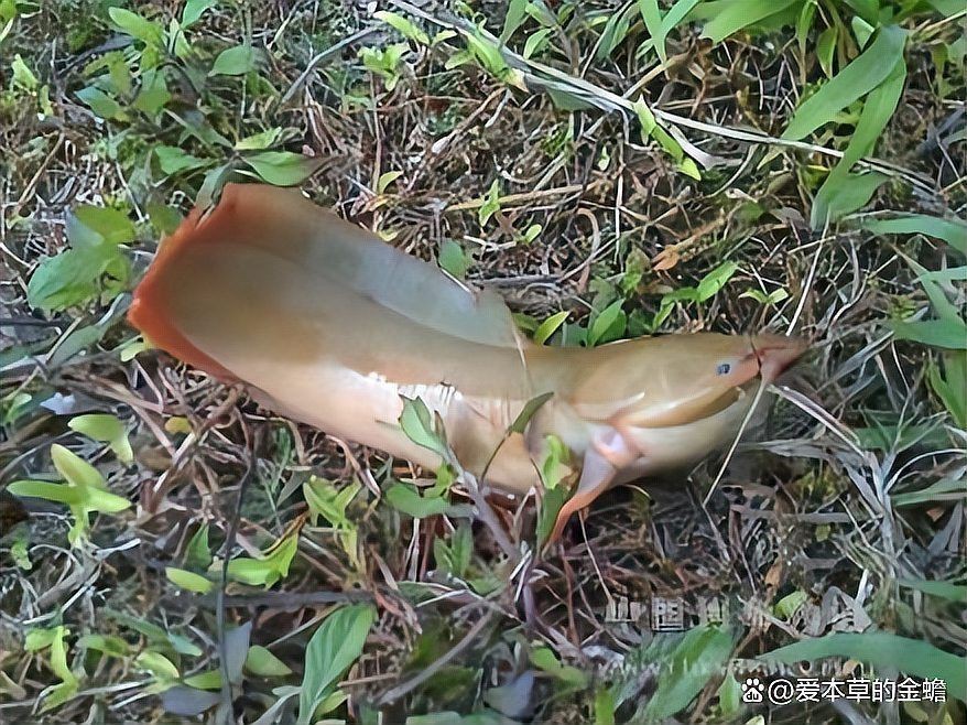 胡子鯰魚圖片