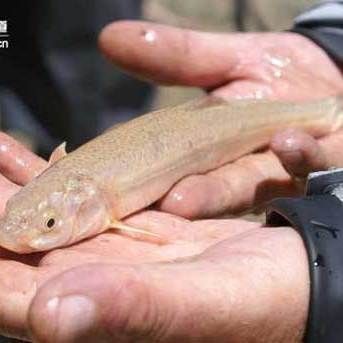 胡子鯰魚圖片