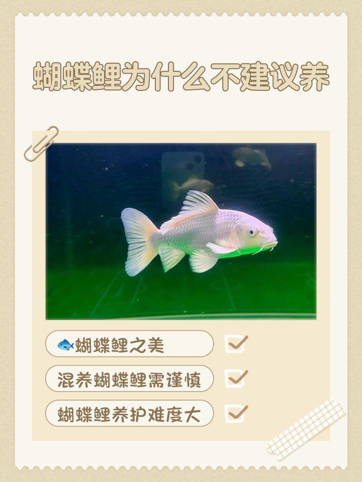 蝴蝶鯉為什么不建議養三條