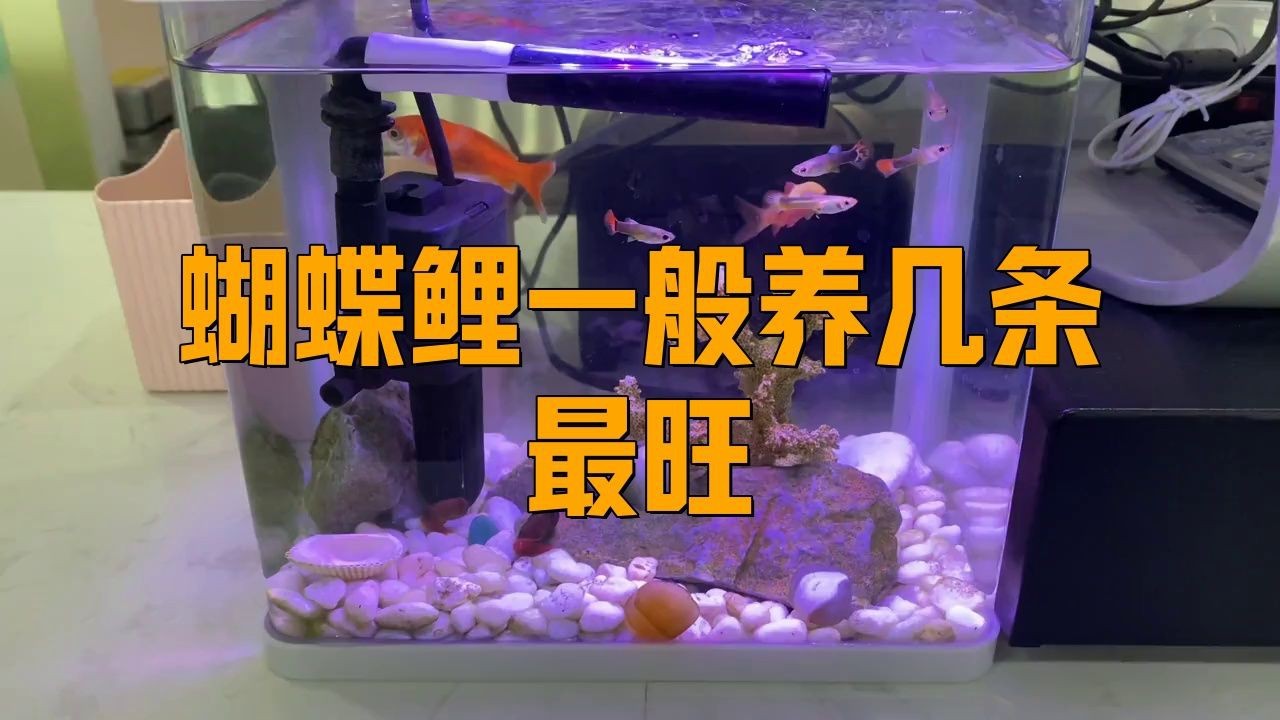 蝴蝶鯉為什么不建議養三條