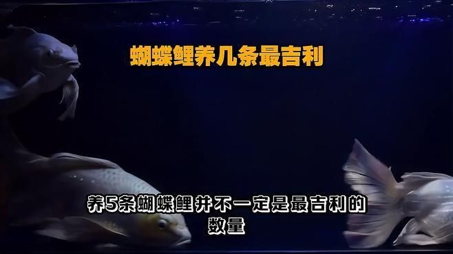 蝴蝶鯉為什么不建議養三條