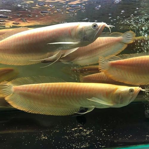 有體型較小的龍魚嗎圖片