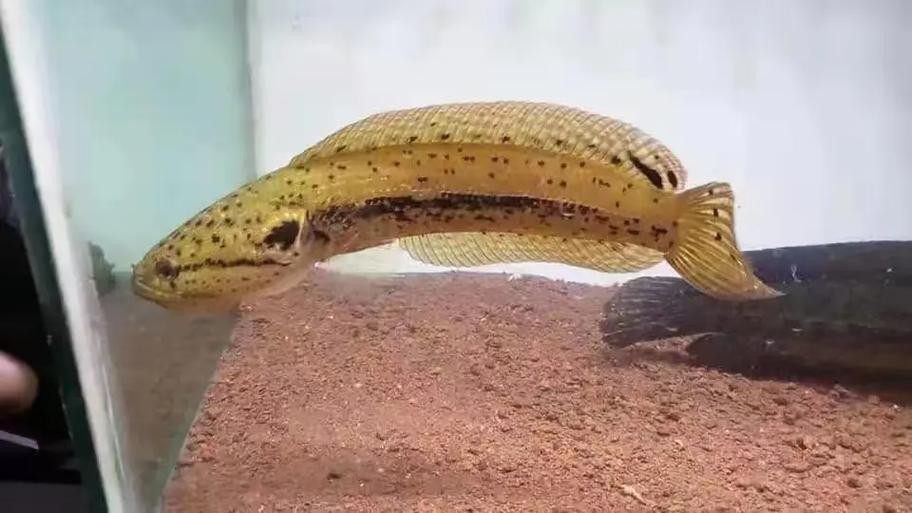 有體型較小的龍魚嗎圖片