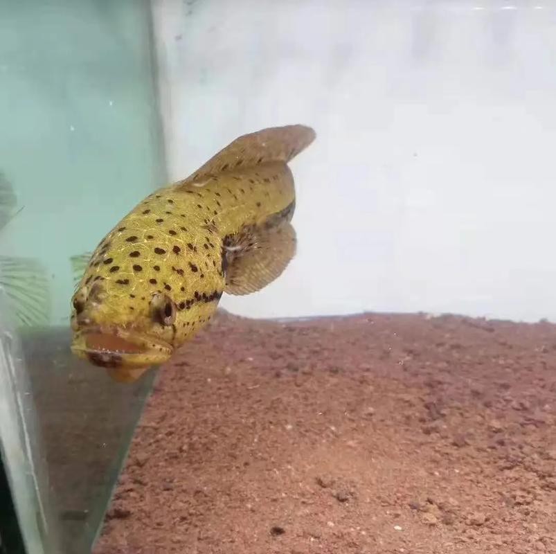有體型較小的龍魚嗎圖片