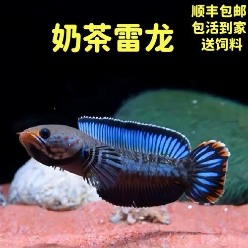 有體型較小的龍魚嗎圖片