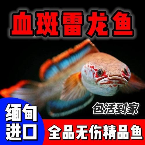 有體型較小的龍魚嗎圖片
