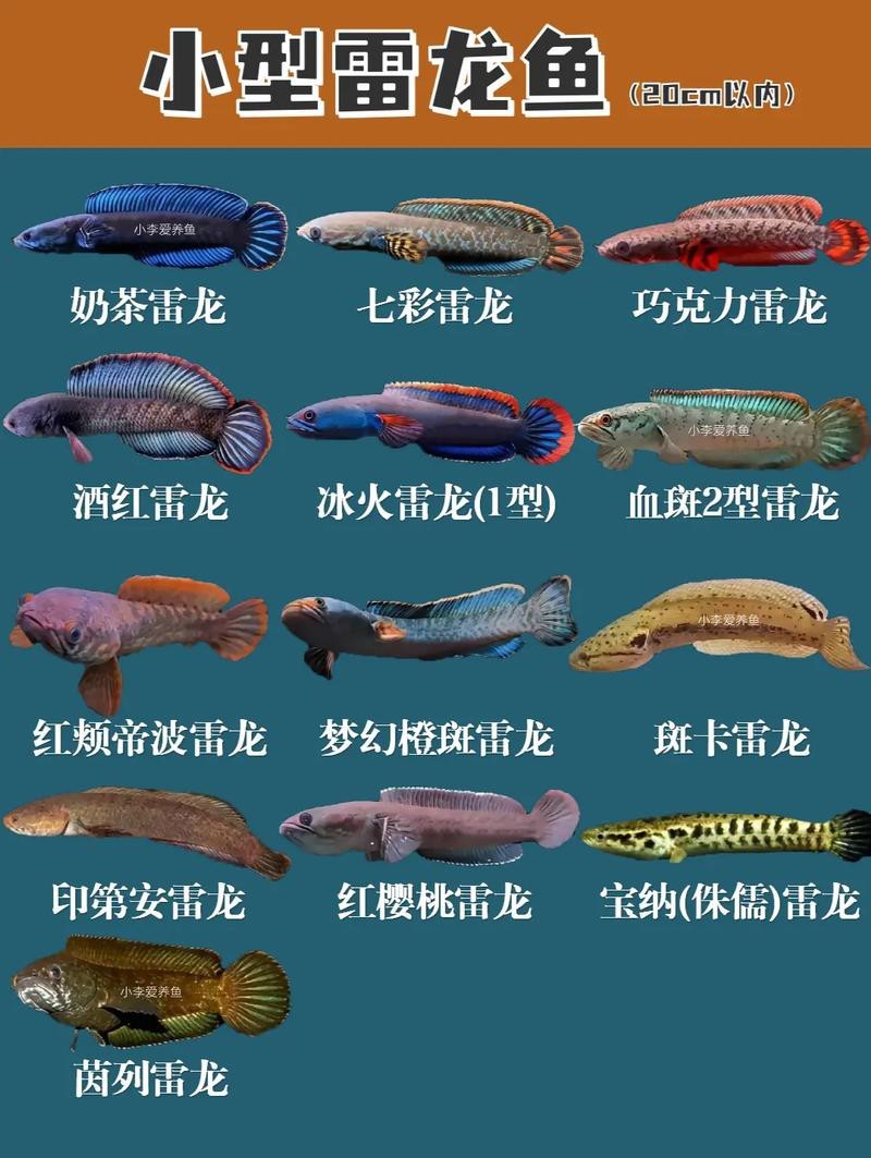 有體型較小的龍魚嗎圖片