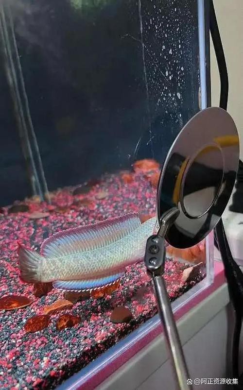 有體型較小的龍魚嗎圖片